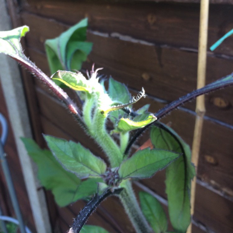 plant image 778354 plant image 778354