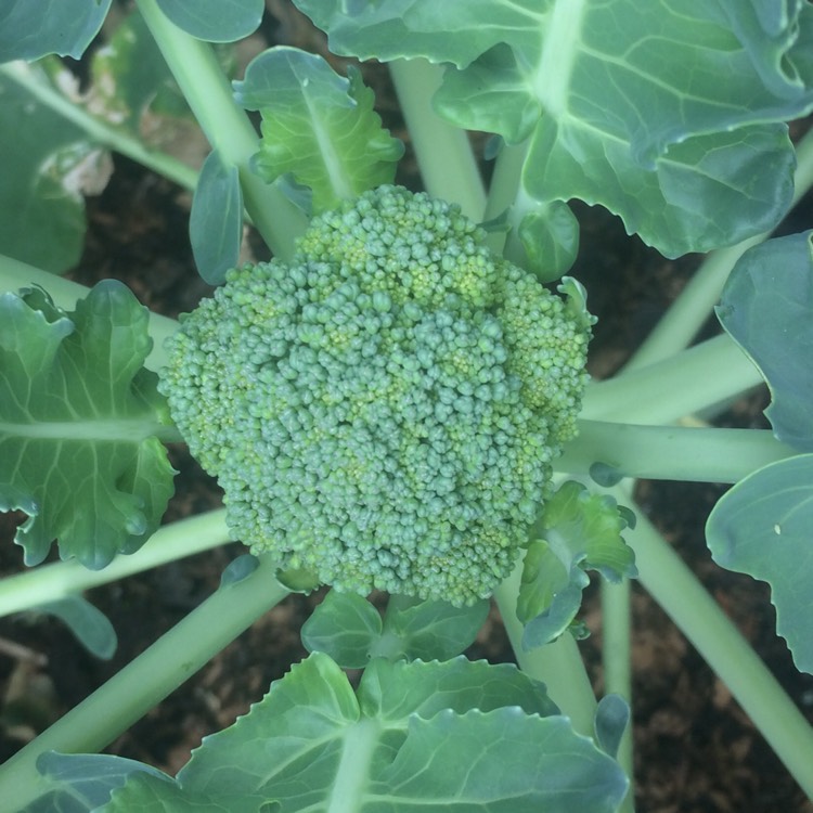 plant image 779585 plant image 779585