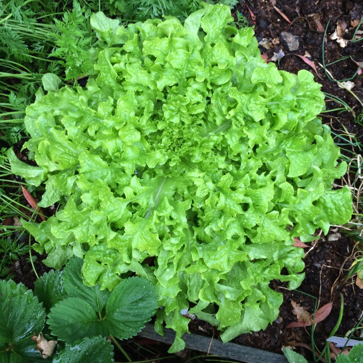 Plant image Lactuca sativa 'Salad Bowl'