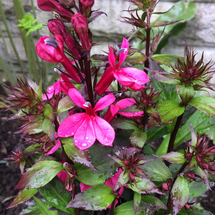 plant image 789132