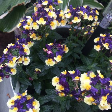 Nemesia Aroma 'Plums and Custard'