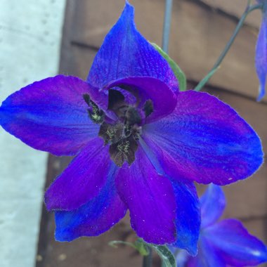 Delphinium
