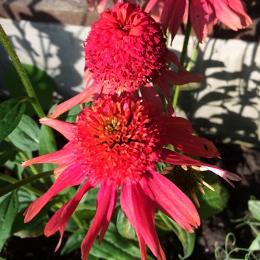 Echinacea