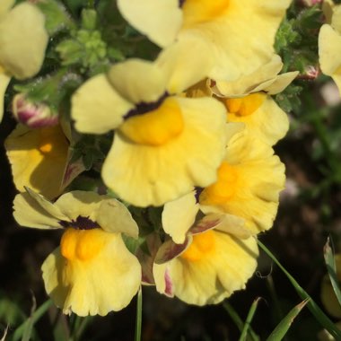 Nemesia
