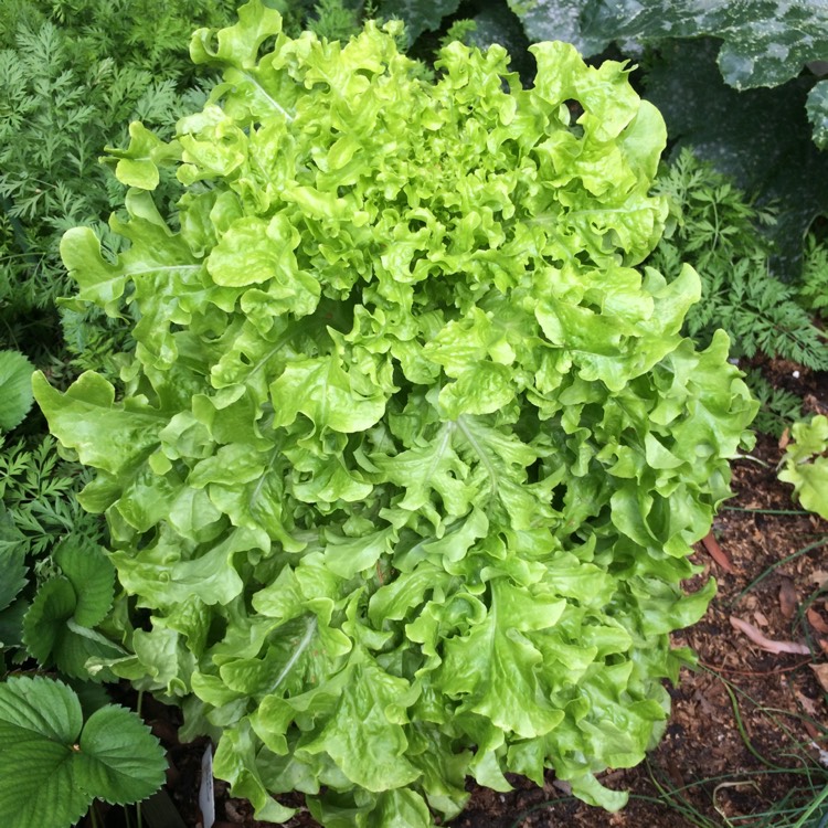 plant image 805835