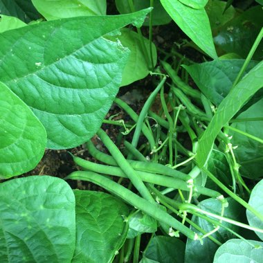 Phaseolus vulgaris