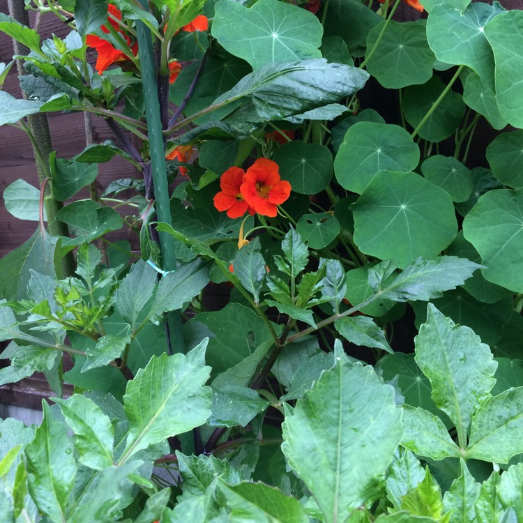 plant image 814514 plant image 814514