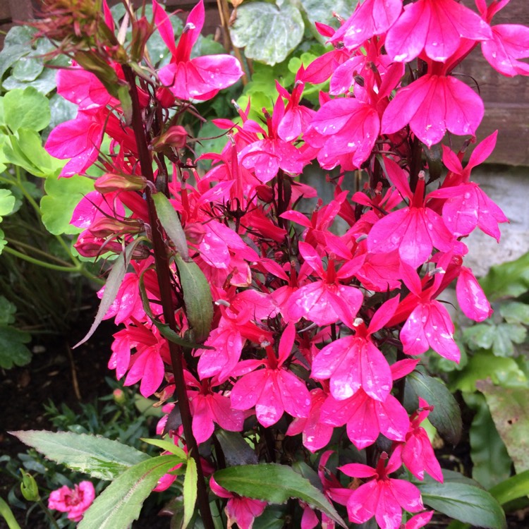 plant image 814517