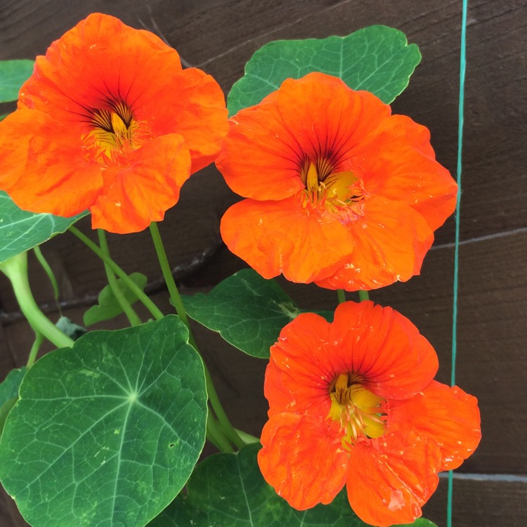 plant image 824331 plant image 824331