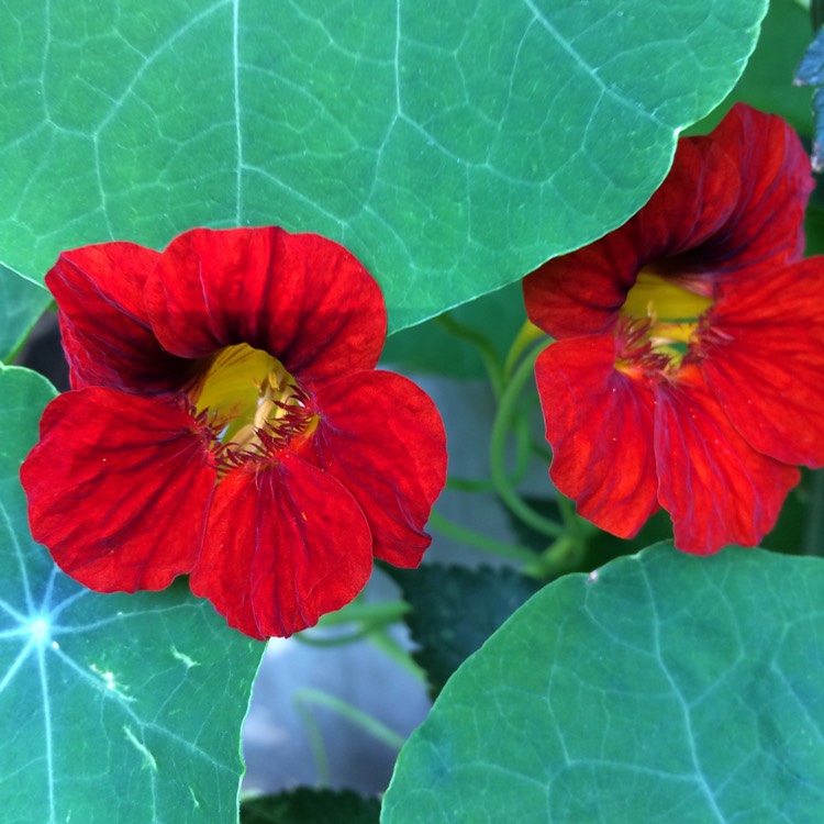 plant image 825548 plant image 825548