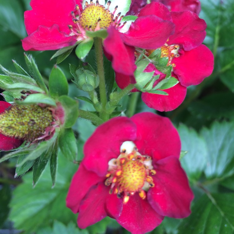 plant image 827453 plant image 827453