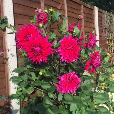 Dahlia (Border Varieties)