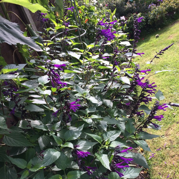 plant image 839873 plant image 839873
