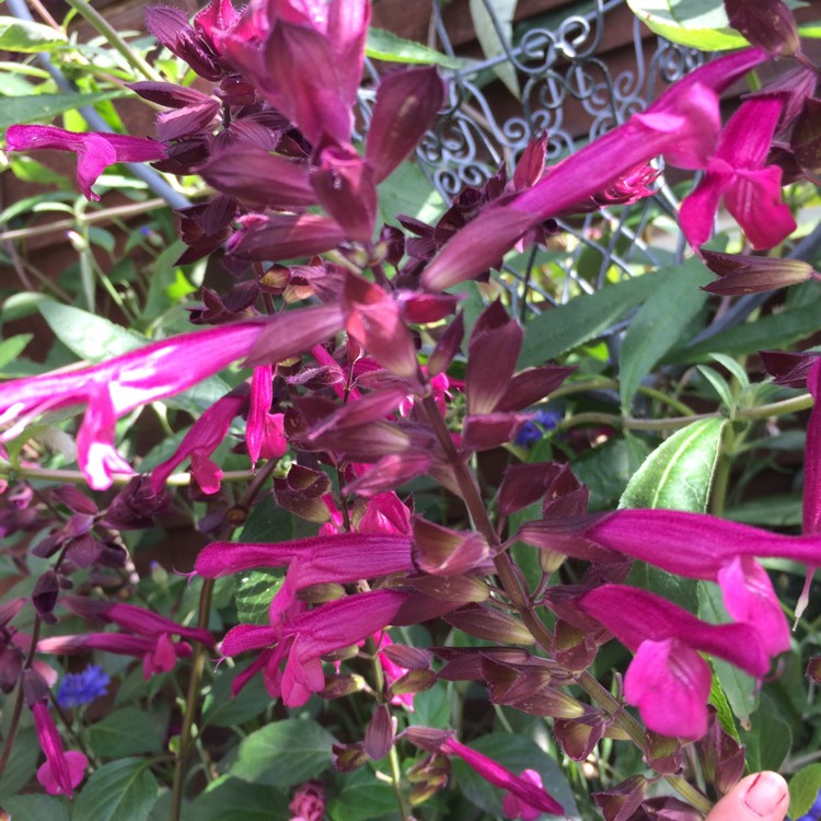 plant image 839881 plant image 839881