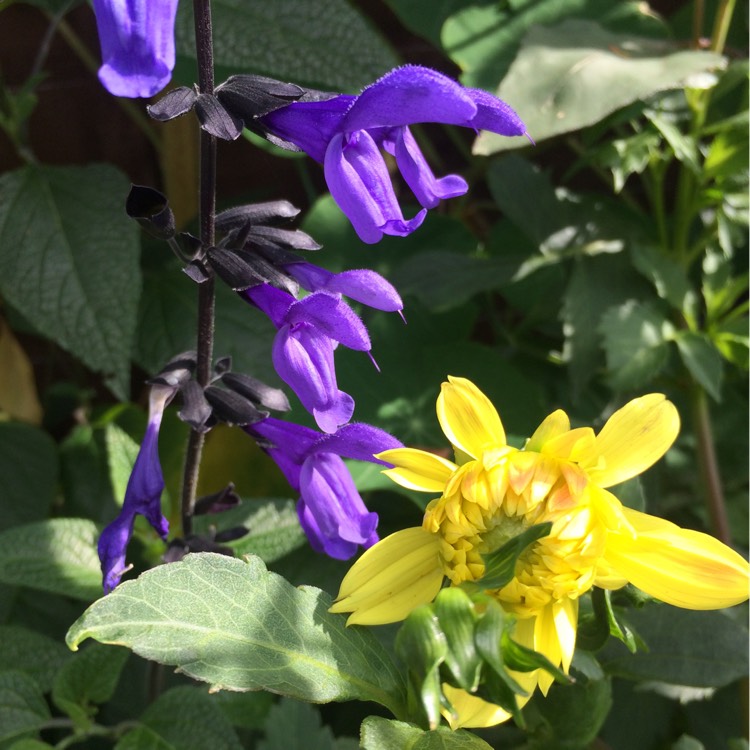 plant image 839886 plant image 839886