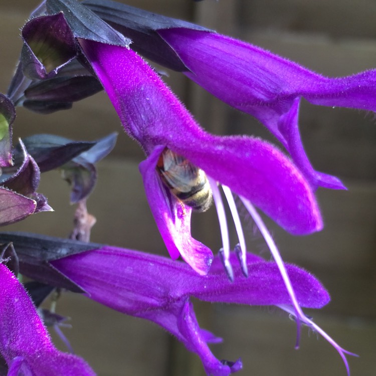 plant image 839890 plant image 839890