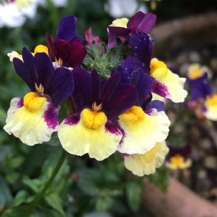 plant image 839893
