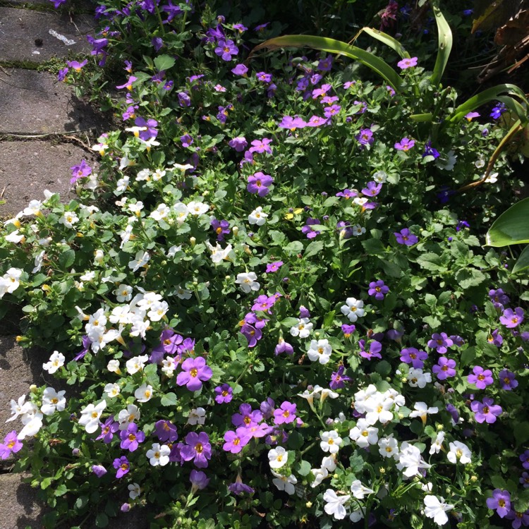 plant image 839940