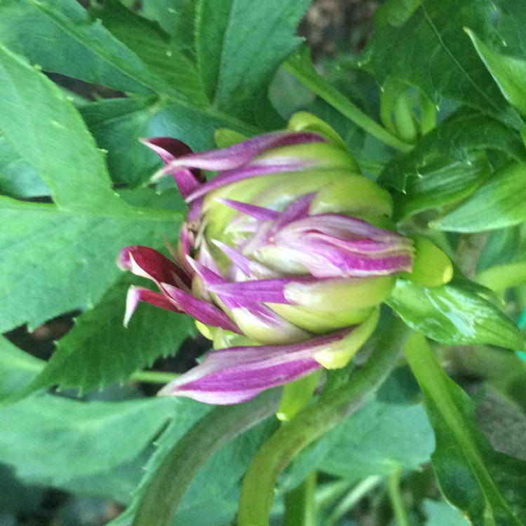 plant image 845620 plant image 845620