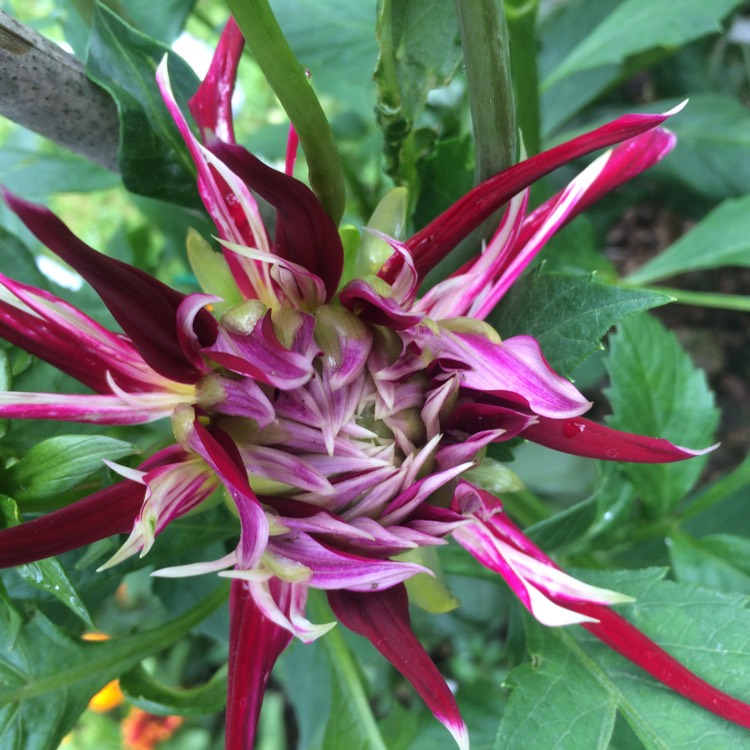plant image 845647 plant image 845647