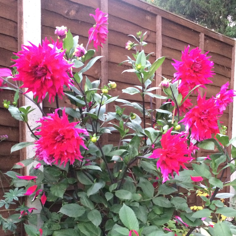 plant image 846589 plant image 846589