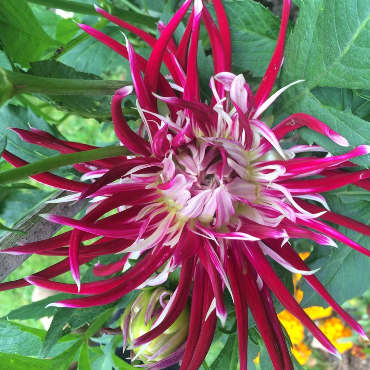 plant image 849533 plant image 849533