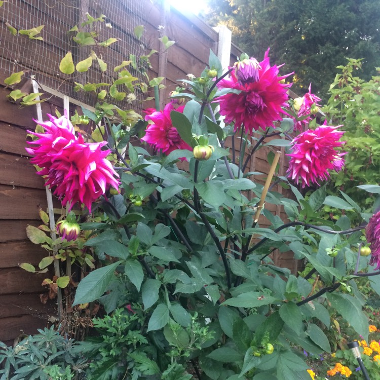 plant image 859536 plant image 859536