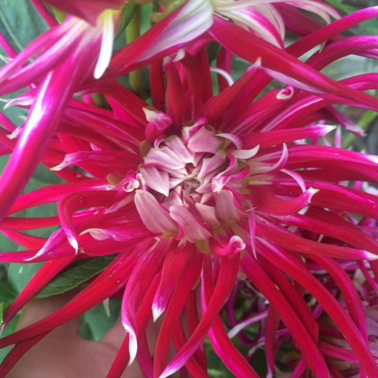 plant image 859543 plant image 859543