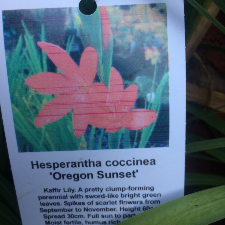 plant image 868876 plant image 868876