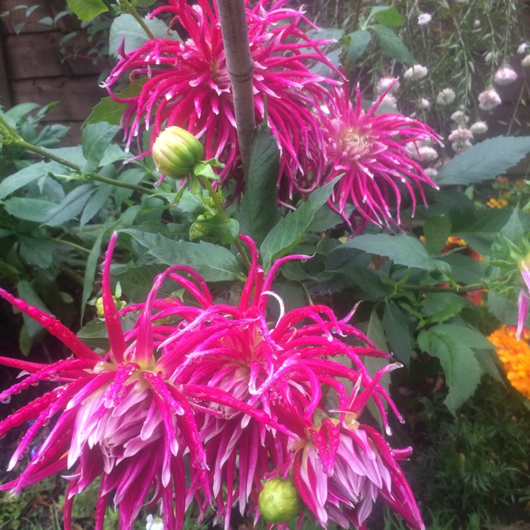 plant image 873684 plant image 873684