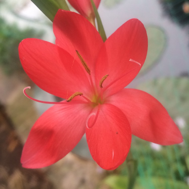 plant image 880462 plant image 880462