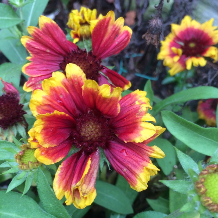 plant image 890165