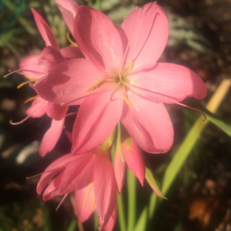 plant image 892249