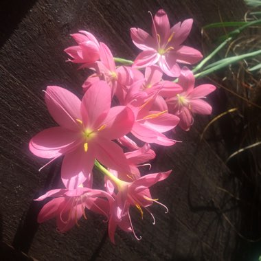 Hesperantha coccinea  syn. Schizostylis coccinea