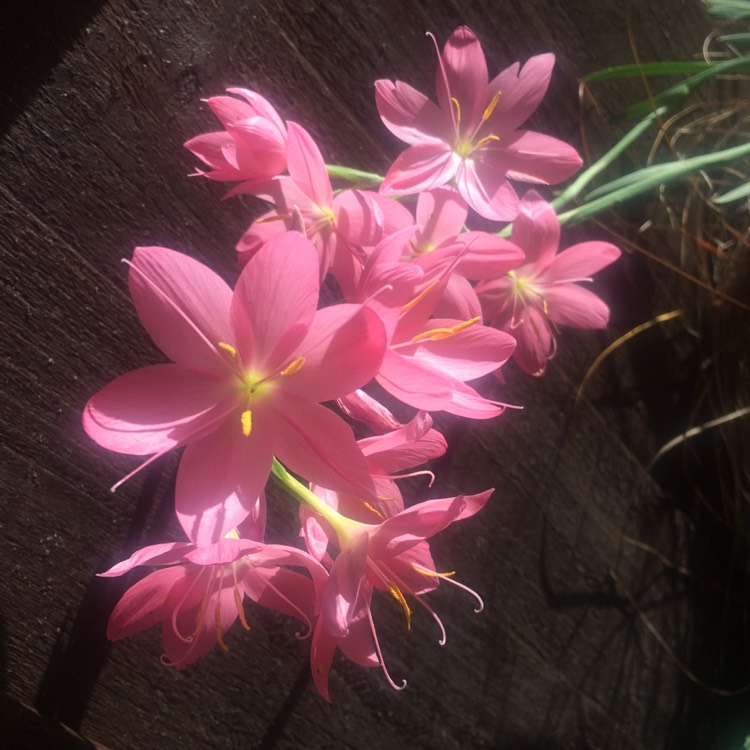 plant image 892250