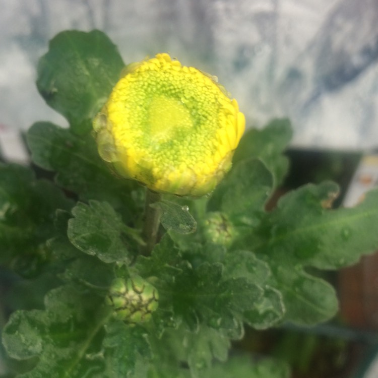 plant image 892254 plant image 892254