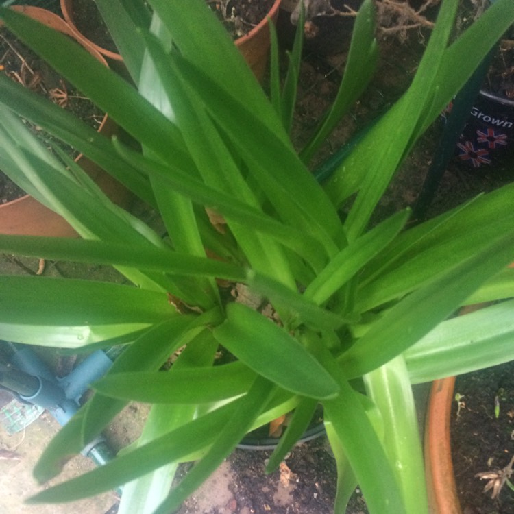 plant image 918134 plant image 918134