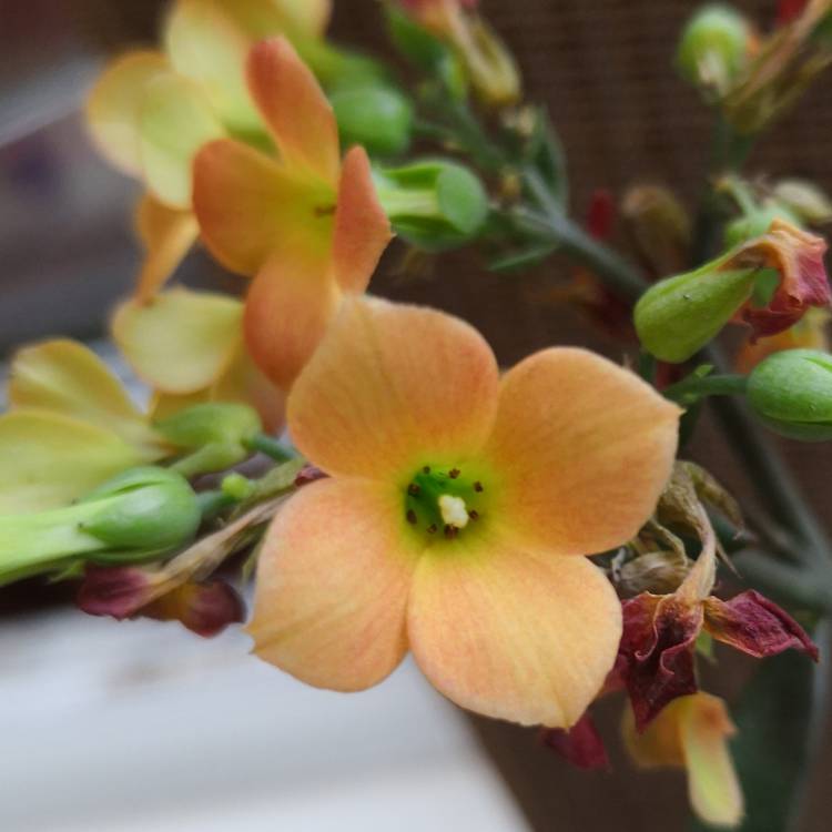 Plant image Kalanchoe blossfeldiana 'orange'