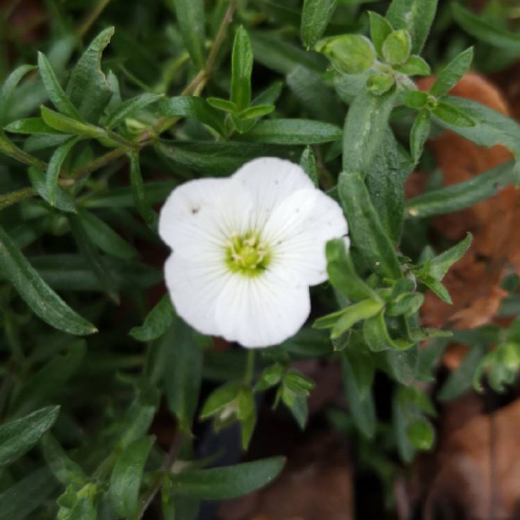 Plant image Arenaria
