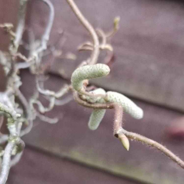 Plant image Corylus avellana 'Contorta'