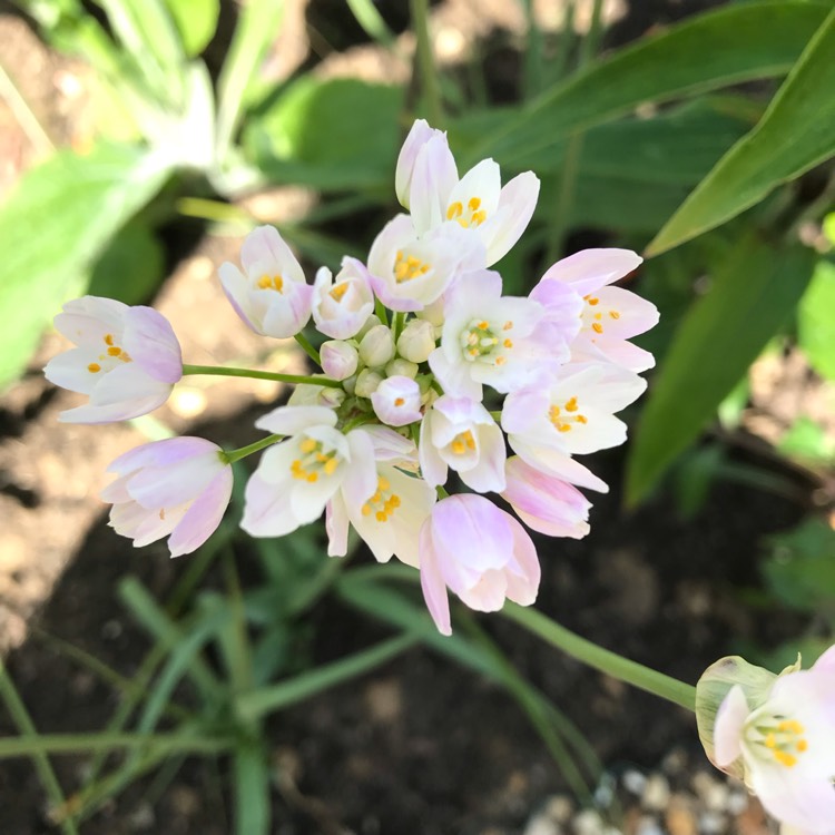 Plant image Allium roseum