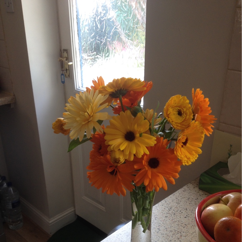 plant image 108360