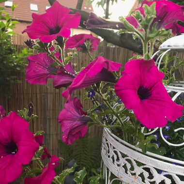 Petunia 'Purple Passion'