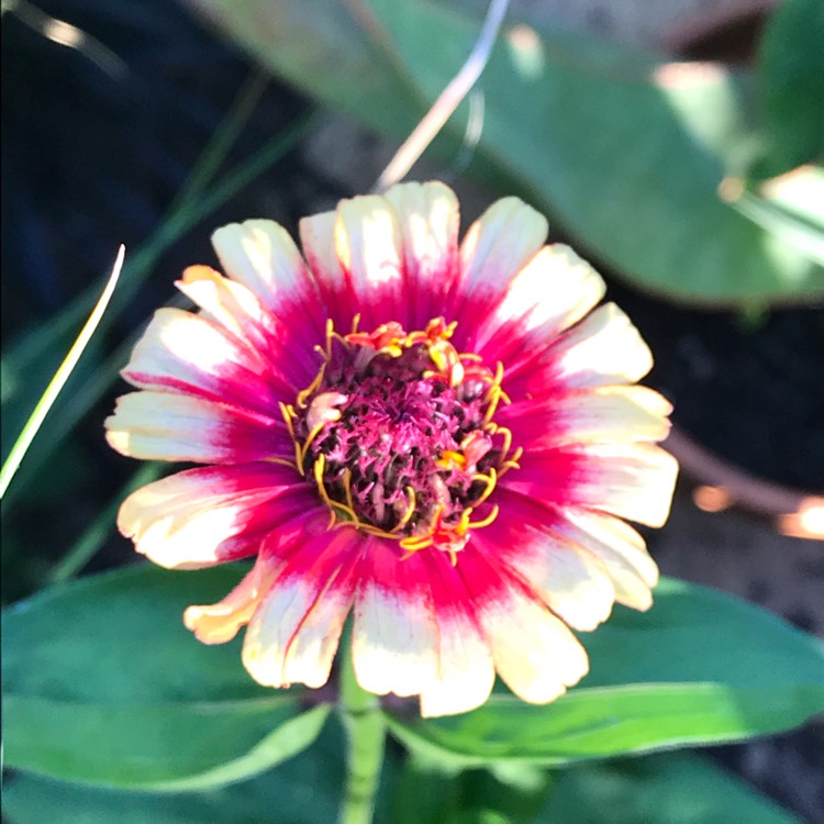 Plant image Zinnia elegans 'Whirligig Mix'