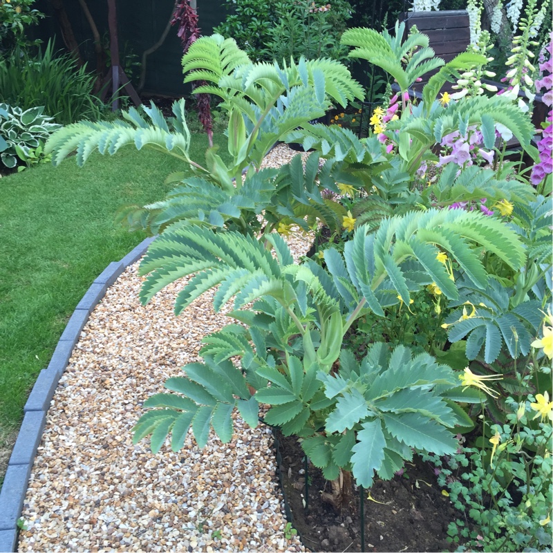 plant image 111496 plant image 111496