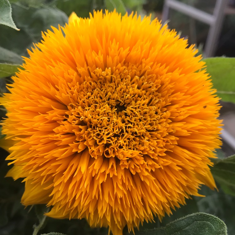 plant image 1116230