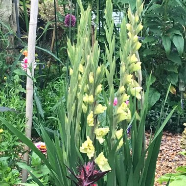 Gladiolus 'Green Star'