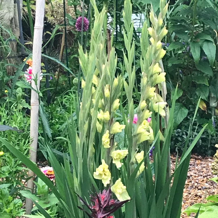 plant image 1116237