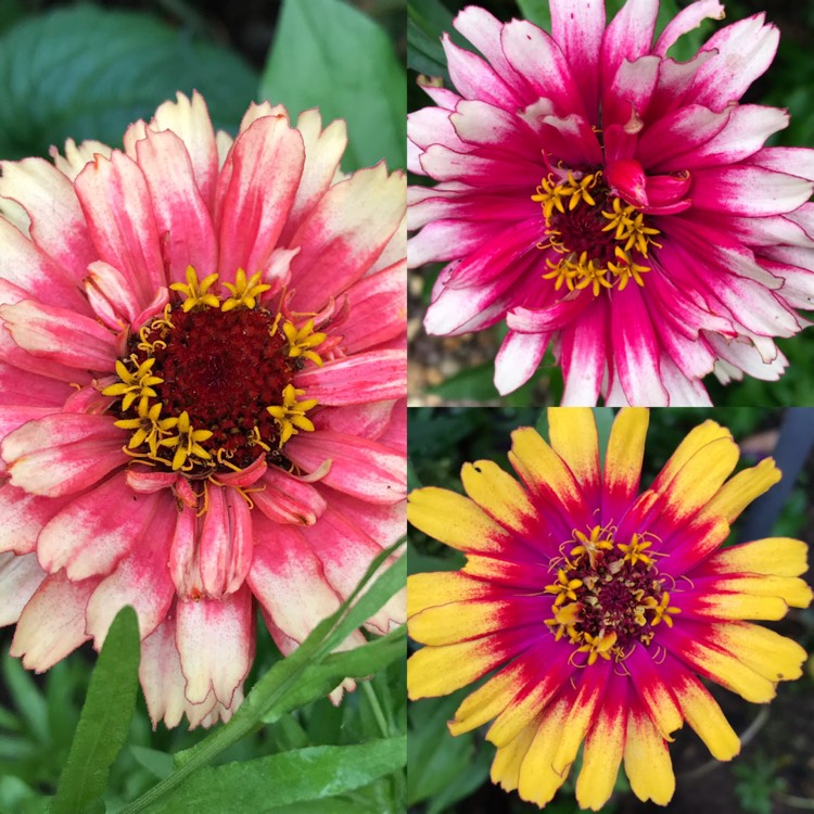 Plant image Zinnia elegans 'Whirligig Mix'