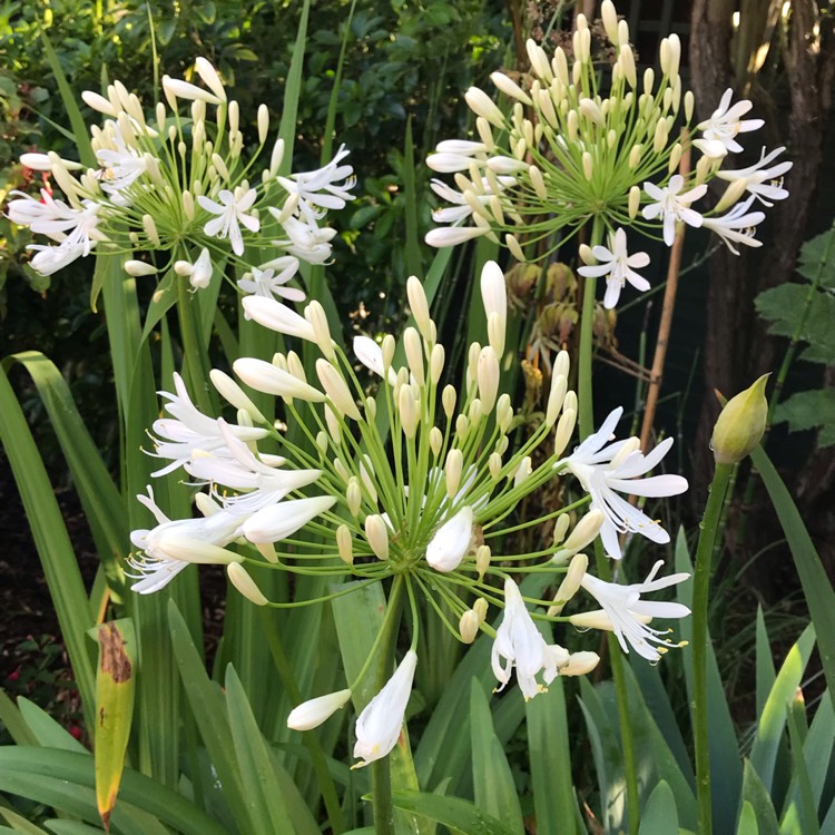 plant image 1122312